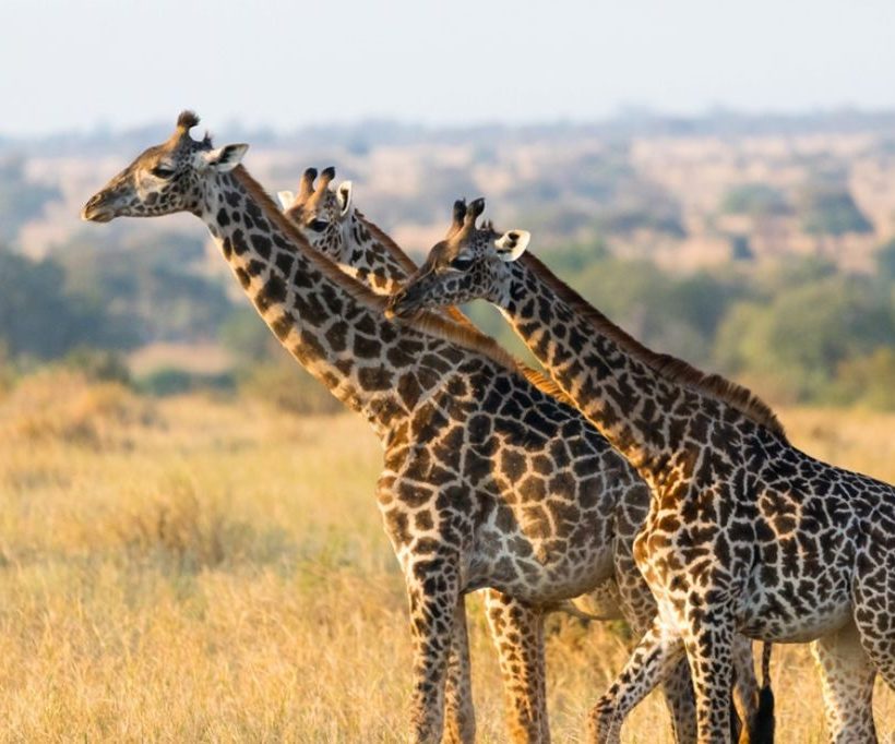 Tanzania Safari Experience