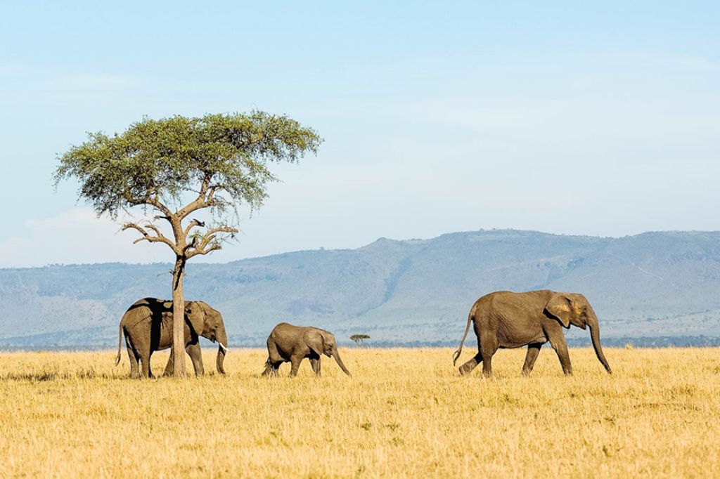 Tanzania Safari Experience