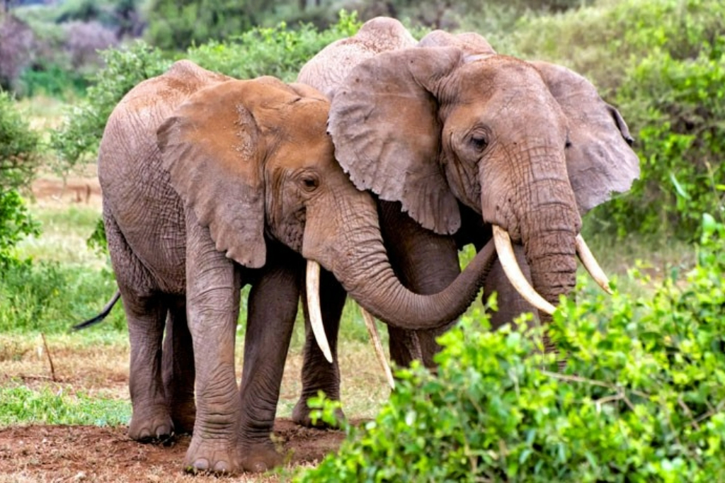 Tarangire National Park 