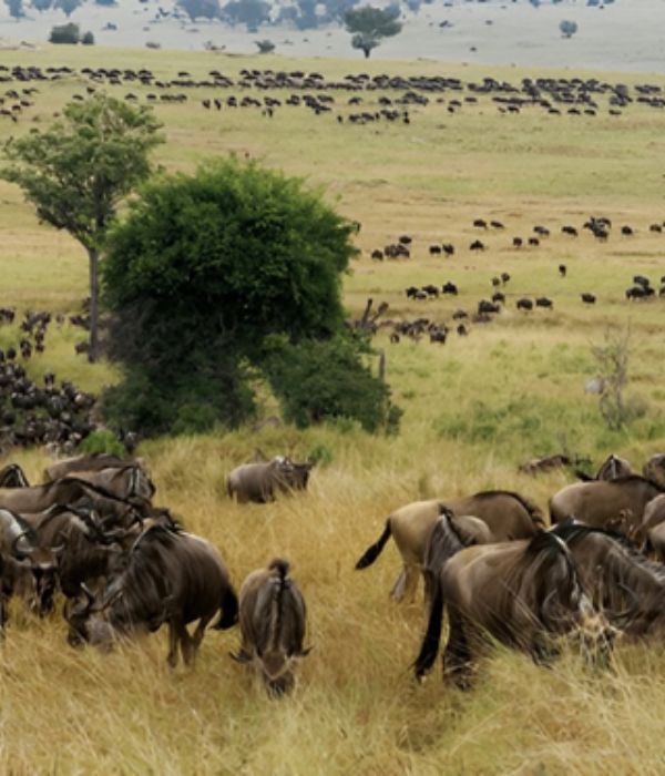 Serengeti Great Migration Safari