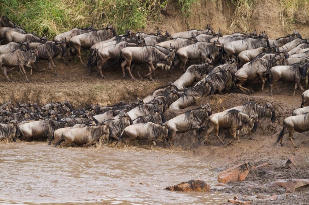 Wildebeest Migration Safari