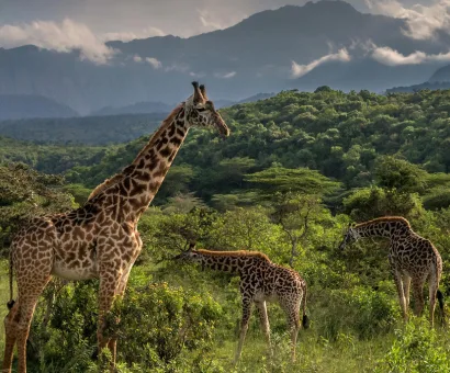 Arusha National Park