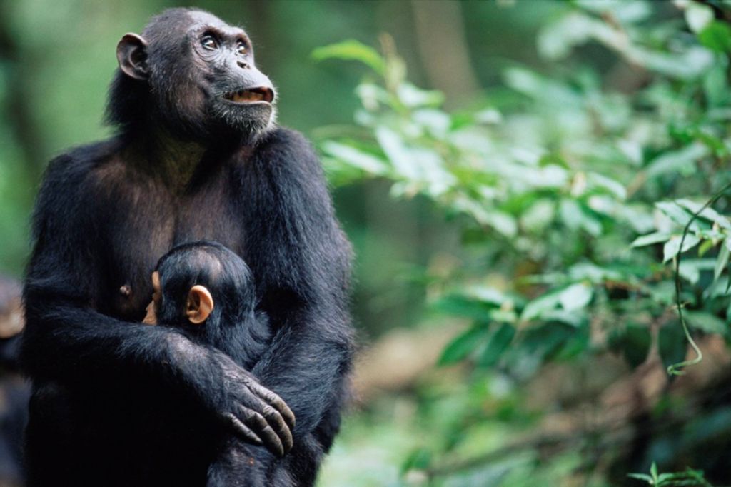 gombe stream national park