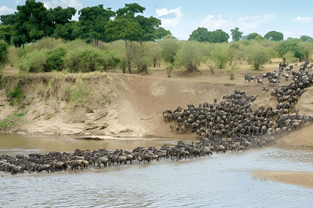 great migration safari