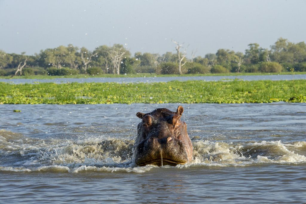 katavi national park