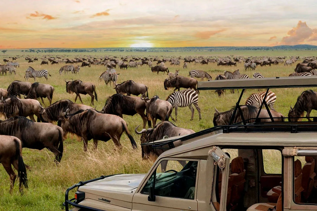 Tanzania Safari Experience