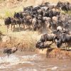 Great Migration